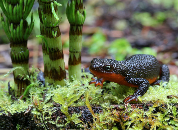 Rough-skinned Newt